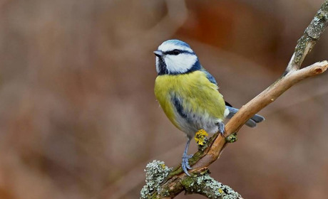 Погода в Кагарлику та Ржищеві на тиждень - з 4 по 10 березня
