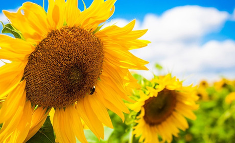 Як вибрати насіння соняшника для посіву, на що звернути увагу, де купити?