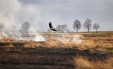 УВАГА! ПІДВИЩЕНО РОЗМІРИ ШТРАФІВ ЗА ВИПАЛЮВАННЯ РОСЛИННОСТІ ТА ЇЇ ЗАЛИШКІВ