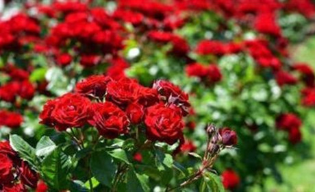 П'ять рослин, які потрібно обов'язково обрізати у березні, щоб вони гарно цвіли