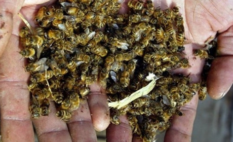 Співпраця рятує бджіл: правила для аграріїв, пасічників та органів місцевого самоврядування