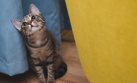 Чи є у домашніх котів глисти, які можуть передатися людині?