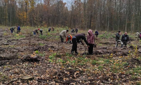 У Лютенській громаді висадять новий ліс