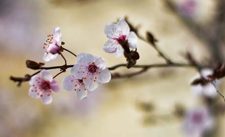 Потепління скасовується? Якою буде погода до кінця березня