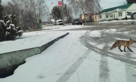 Лисиці у Гадячі: як відсутність кормової бази змушує тварин жити біля людини