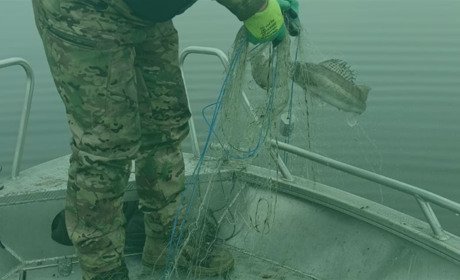 На Полтавщині браконьєри наловили риби на понад 6 мільйонів гривень