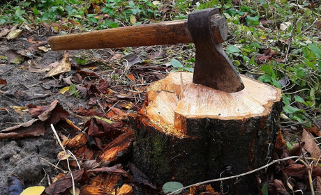 У нацпарку на Одещині рубали дерева під виглядом санітарної чистки: звинувачують начальника лісгоспу