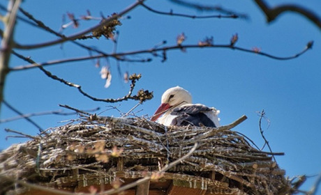 Погода в Кагарлику та Ржищеві на тиждень - з 25 по 31 березня