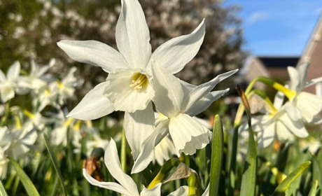 До +20°C вдень. Прогноз погоди у Гадячі на тиждень