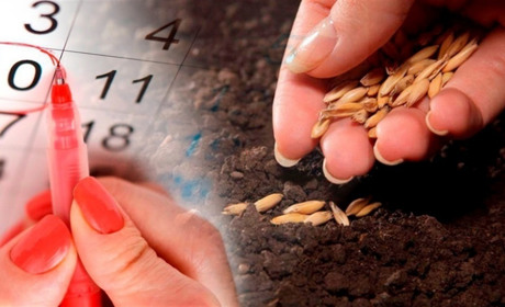 Місячний посівний календар на квітень 2024: обирайте кращі дні