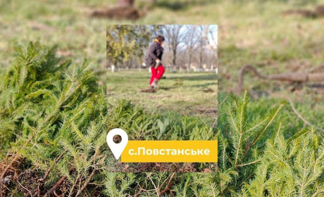 У Повстанському висадили 60 ялинок: завдяки кому у селищі заклали парк хвойних дерев