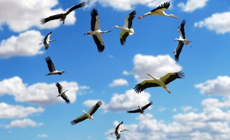 Погода в Кагарлику та Ржищеві на тиждень - з 1 по 7 квітня