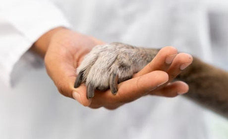 Петиція про створення зоополіції в Україні набрала необхідну кількість голосів