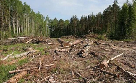 Екоцид у Голопристанській громаді: російські окупанти вирубують ліси для будівництва укріплень