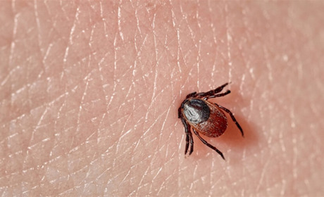 Обережно: половина із досліджених цьогоріч кліщів були інфіковані