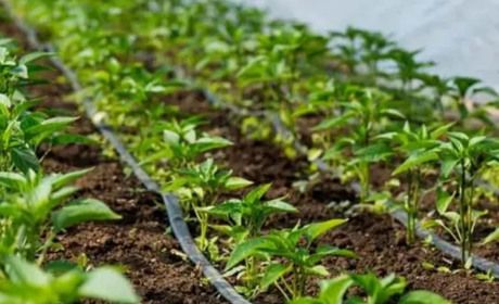 Все, що потрібно знати про стрічку для крапельного поливу