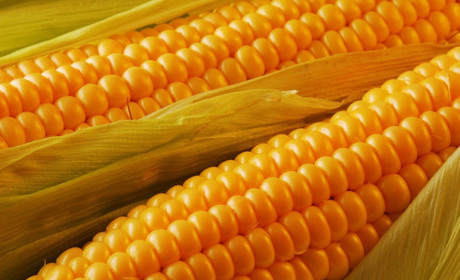 Аграріям Київщини безоплатно нададуть насіння кукурудзи на весняну посівну