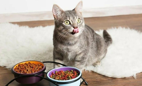 Що таке корм холістік та яку користь він приносить?