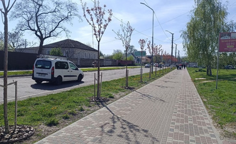 За день розквітне на повну алея рожевих сакур у Переяславі: приходьте відновити свої емоції