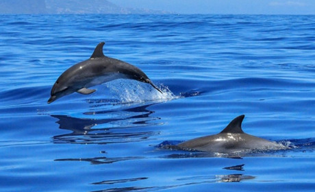 В Южному поблизу берега помітили дельфінів (ВІДЕО)