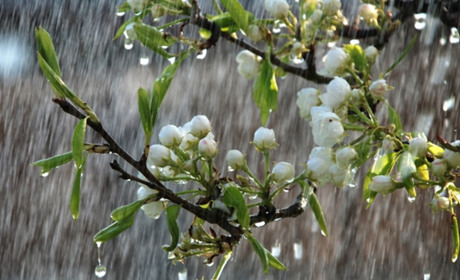 Погода в Кагарлику та Ржищеві на тиждень - з 15 по 21 квітня