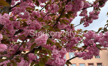 У Старокостянтинові квітнуть сакури. Фоторепортаж