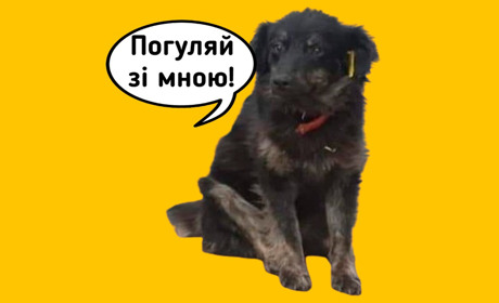 Маєш час — вигуляй песика на перетримці: як допомогти гадяцьким зооволонтерам