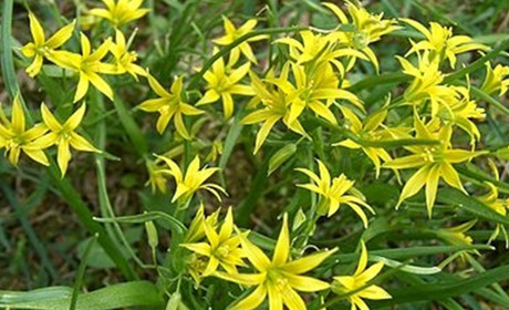 ГУСЯЧА ЦИБУЛЬКА