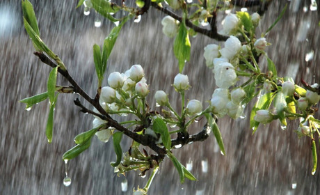 Погода на Кагарличчині та Ржищівщині на вихідні 20 і 21 квітня