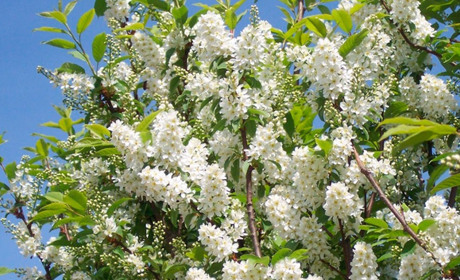 СИМВОЛ НІЖНОСТІ, МОЛОДОСТІ І ЛЮБОВІ