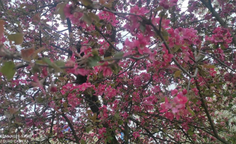 Весна у Старокостянтинові: складіть пазли і погляньте, як квітує місто