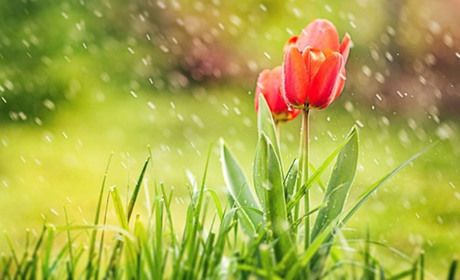 Погода в Кагарлику та Ржищеві на тиждень - з 22 по 28 квітня