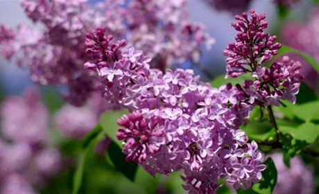 Погода на Кагарличчині та Ржищівщині на вихідні 27 і 28 квітня