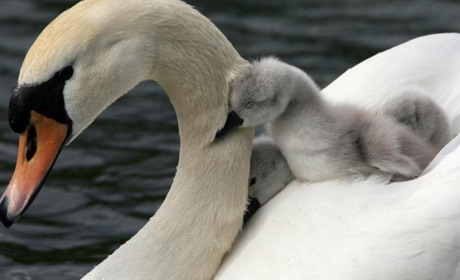 За допомогою супутникового навігатора угорці шукали лебедя на Тилігульському лимані (ФОТО)