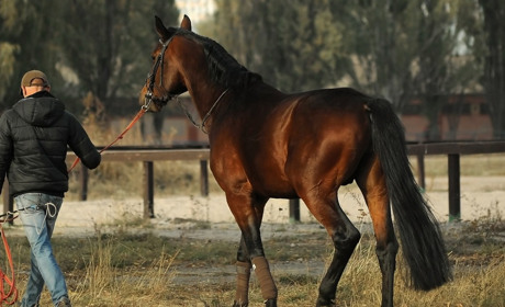 В Одеській області кінь покусав хлопця: постраждалого госпіталізували з множинними ранами