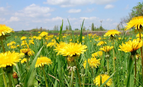 Погода в Кагарлику та Ржищеві на тиждень - з 29 квітня по 5 травня