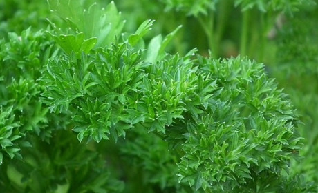 Місячний посівний календар на травень 2024: найкращі дні для посадки