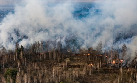 На Полтавщині спіймали порушників воєнного стану та пожежної безпеки у лісі