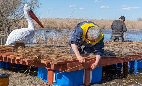 У дельті Дунаю на Одещині побудували гніздову платформу для кучерявих пеліканів: яка її функція