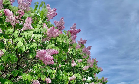 Погода в Кагарлику та Ржищеві на тиждень - з 6 по 12 травня