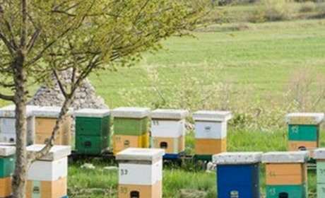 В Україні змінили правила перевезення пасік