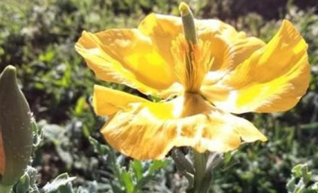 Жовтий мачок - червонокнижна рослина розквітла на півдні Одещини (ФОТО)