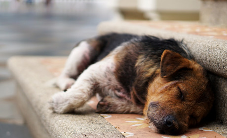 Цієї п'ятниці в Южненській громаді стерилізуватимуть та вакцинуватимуть безпритульних собак