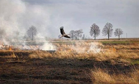 На Полтавщині через весняні підпали вигоріло понад 600 гектарів екосистеми