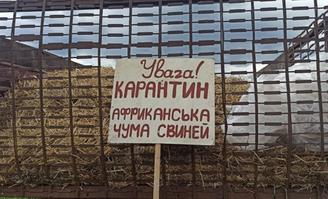 На Переяславщині виявили африканську чуму: три господарства в зоні нагляду – коментар фахівця