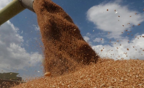 Для продажу збіжжя фермери Мелітополя змушені платити колаборантам данину