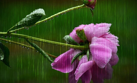 Погода на Кагарличчині та Ржищівщині на вихідні 1 і 2 червня