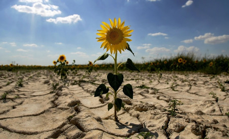 Проблеми з урожаєм. На окупованій Луганщині заморозки змінилися посухою