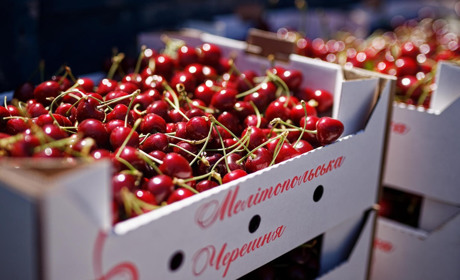 Урожай черешні на Мелітопольщині: окупанти жаліють про нестачу робочої сили для збору