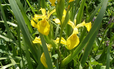 ПІВНИКИ БОЛОТНІ – КОМПОНЕНТ ФЛОРИ ВОДНО-БОЛОТНИХ УГІДЬ